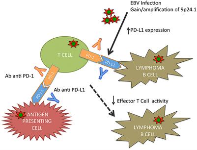 Biological Difference Between Epstein–Barr Virus Positive and Negative Post-transplant Lymphoproliferative Disorders and Their Clinical Impact